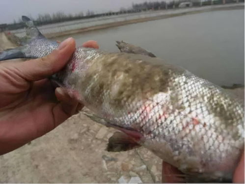 水霉病防治指南 抗真菌药物梳理，6种产品你会用吗？