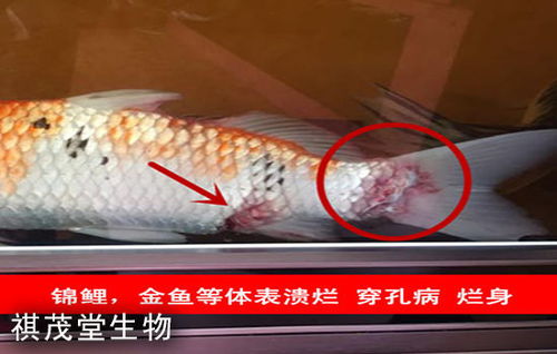 鱼类肝胆疾病的成因、防治措施及五黄粉（五黄散）的应用详解