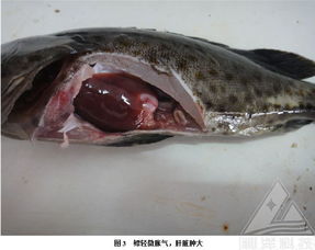 水产养殖核心指南 渔病防治与健康管理策略