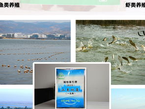 二氧化氯在水产鱼病防治中的应用 专业消毒剂的科学使用
