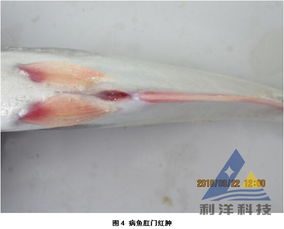 巴沙鱼细菌性败血症防控指南 从病原解析到综合防治策略