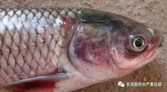 水产养殖必备秘籍 肉眼就能发现的30种常见鱼病外观症状