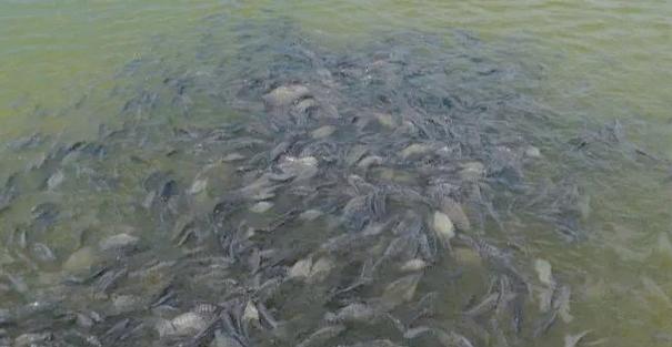 水产养殖鱼类生病的多种症状及防治方法